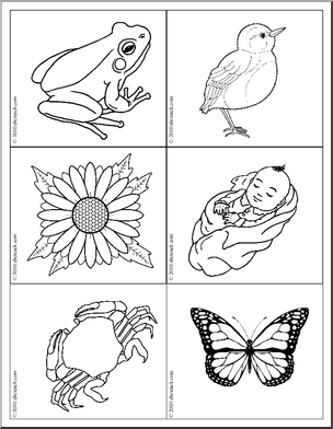 Science: Picture Cards: Living/Non-Living (b/w)