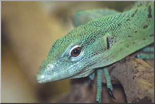 Photo: Lizard 02a LowRes