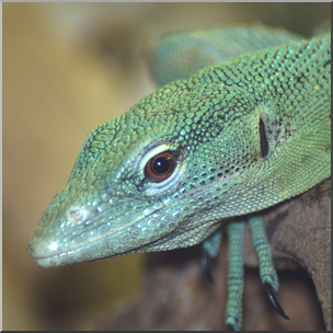 Photo: Lizard 02b HiRes