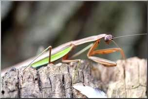 Photo: Mantis 01 HiRes
