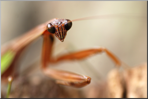 Photo: Mantis 03 HiRes