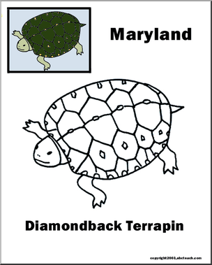 Maryland: State Animal  – Diamondback Terrapin