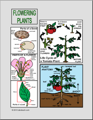 Mini Office: Biology Ã± Flowering Plants (color)