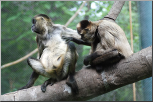 Photo: Monkeys 01 LowRes