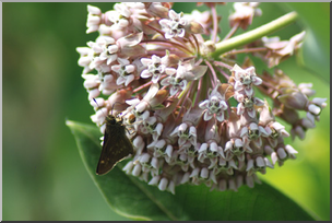 Photo: Moth and Milkweed 01a LowRes