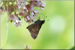 Photo: Moth and Milkweed 02a HiRes