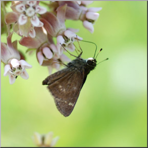Photo: Moth and Milkweed 02b LowRes