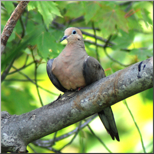 Photo: Mourning Dove 01 HiRes