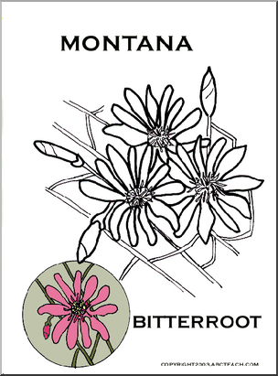 Montana:  State Flower – Bitterroot