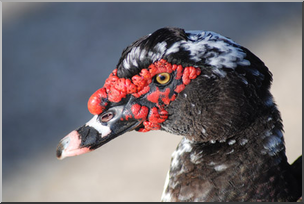 Photo: Muscovy Duck 02 LowRes
