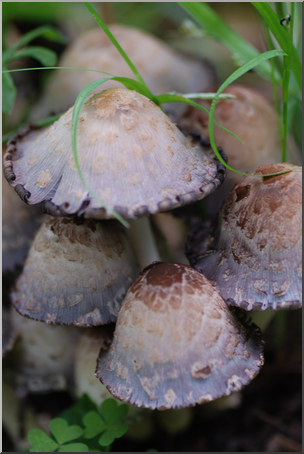 Photo: Mushrooms 01 HiRes