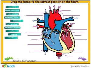 Interactive: Notebook: Science: Circulatory System