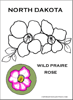 North Dakota: State Flower – Wild Prarie Rose