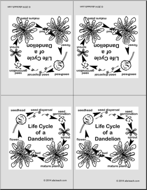 Nomenclature Cards: Life Cycle of a Dandelion (4) (foldable)