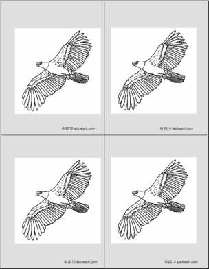 Nomenclature Cards: Eagle (4) (b/w)