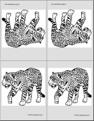 Nomenclature Cards: Jaguar (4) (foldable)