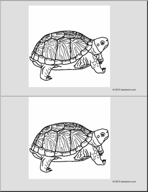 Nomenclature Cards: Turtle (2) (b/w)