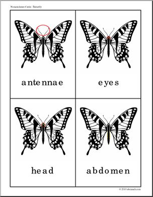 Nomenclature Cards: Butterfly