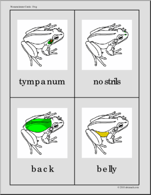 Nomenclature Cards: Frog