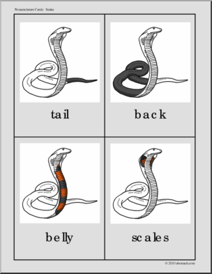 Nomenclature Cards: Snake