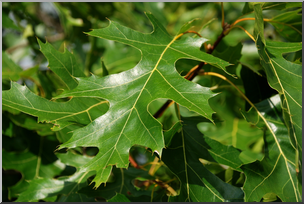 Photo: Northern Pin Oak Leaves 01a HiRes