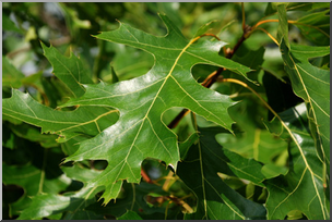 Photo: Northern Pin Oak Leaves 01a LowRes