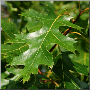 Photo: Northern Pin Oak Leaves 01b HiRes