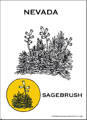 Nevada:  State Flower – Sagebrush