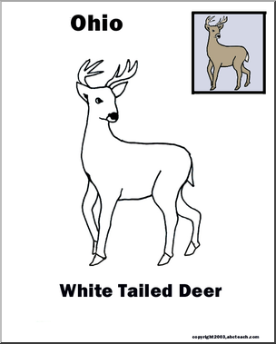 Ohio: State Animal  – White-tailed Deer