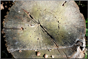 Photo: Old Tree Stump 01a HiRes