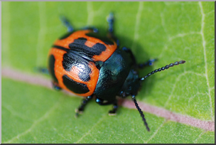 Photo: Orange Beetle 01a LowRes