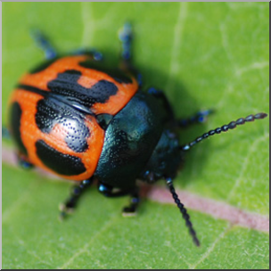 Photo: Orange Beetle 01b LowRes