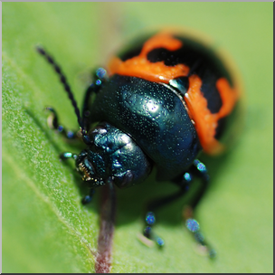 Photo: Orange Beetle 02 HiRes