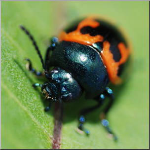 Photo: Orange Beetle 02 LowRes
