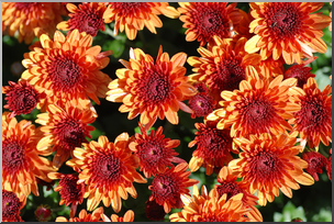 Photo: Chrysanthemums: Orange 01a HiRes