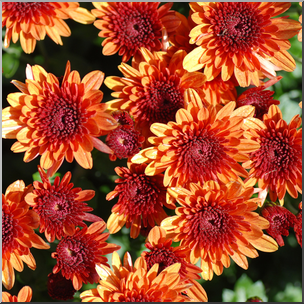Photo: Chrysanthemums: Orange 01b HiRes
