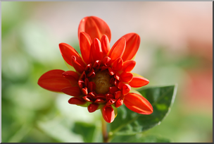 Photo: Reddish Orange Flower 01a HiRes