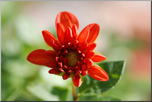 Photo: Reddish Orange Flower 01a LowRes