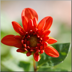 Photo: Reddish Orange Flower 01b HiRes