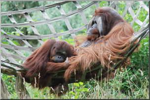 Photo: Orangutan 01 LowRes