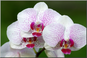 Photo: Orchid 01a HiRes