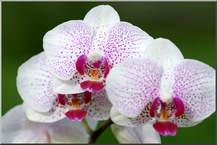 Photo: Orchid 01a LowRes