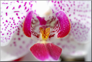 Photo: Orchid 02 LowRes