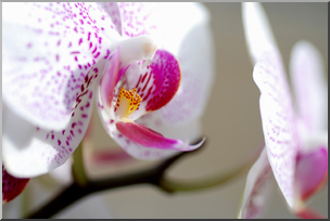 Photo: Orchid 03a LowRes