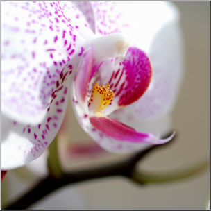 Photo: Orchid 03b LowRes