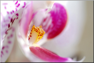 Photo: Orchid 04 LowRes
