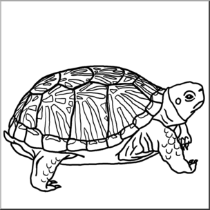 Clip Art: Ornate Box Turtle B&W