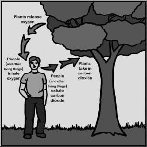 Clip Art: Oxygen/Carbon Dioxide Cycle Grayscale