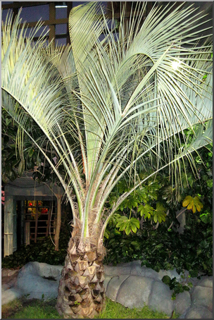 Photo: Palm Tree 01 HiRes