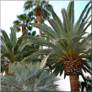 Photo: Palm Trees 01 LowRes